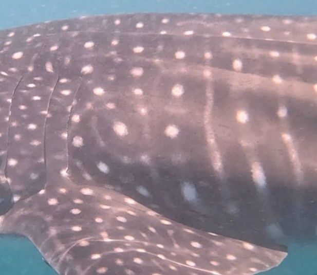 e12a9459-7afc-436c-a4ab-0f400b0b27e9