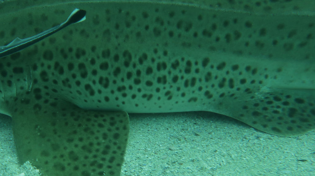 ac914855-ae91-45df-853f-445aab29d1df