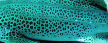 e71cb968-f03b-4340-82f0-cb15dccaf09b