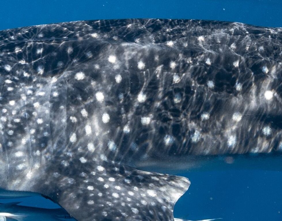 87c9c114-0d55-43f9-9435-06b2295b5451