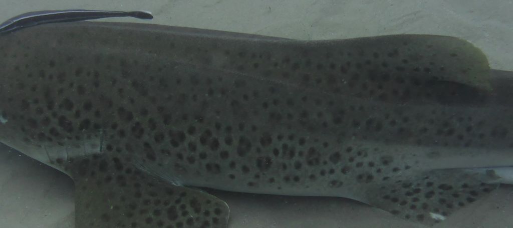 6e44dee9-f201-44ab-9ae6-bbd81a1e07c0