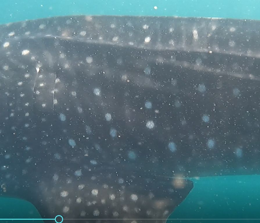 e7b6b02d-97e8-4a98-baa8-ef1b735fb8f2