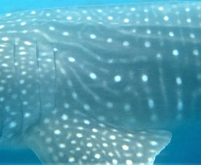 6ad300ad-0a10-4bd8-bf48-ac7d2ed02a5b