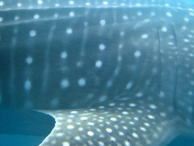 6ad300ad-0a10-4bd8-bf48-ac7d2ed02a5b