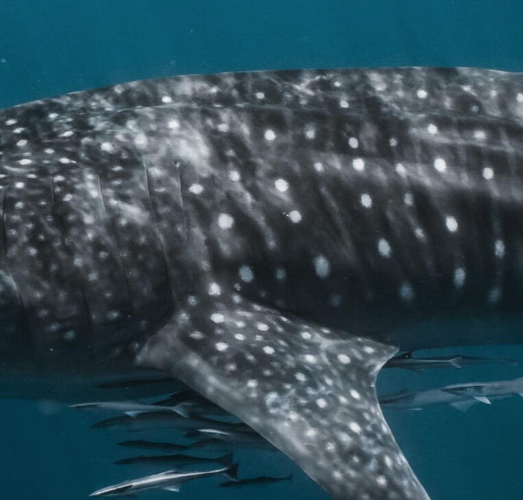 0a3d9d00-6c77-4e1b-8bf6-69559b4eb94a