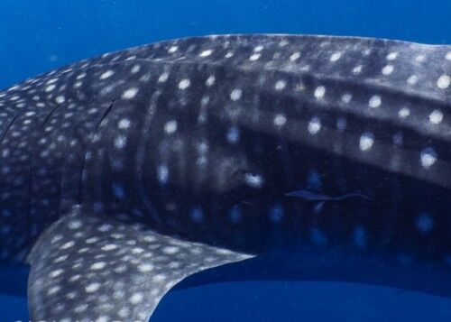 a0903cce-aae6-4b73-a135-b343698d0abe