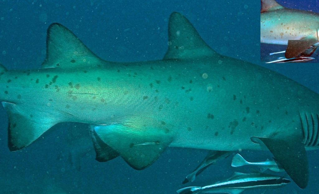 2a894f5c-cd61-4612-9519-0edb40475de2