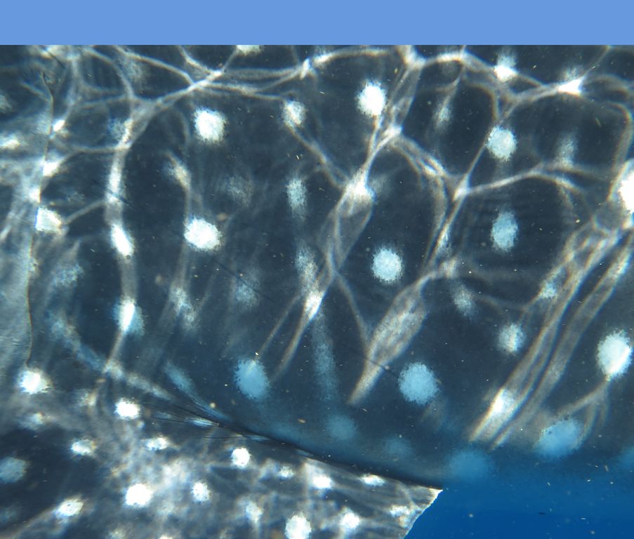 8f8bf6ef-4285-4ce5-ae13-dc8bce95d1d1