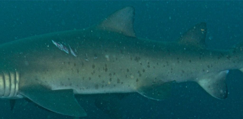 a8147f83-6c2f-452a-8c0e-e5c55d3227eb