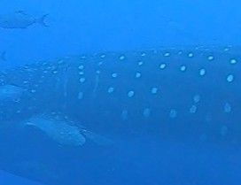 e41f707b-cd77-4bd5-9308-cf5d78897c32