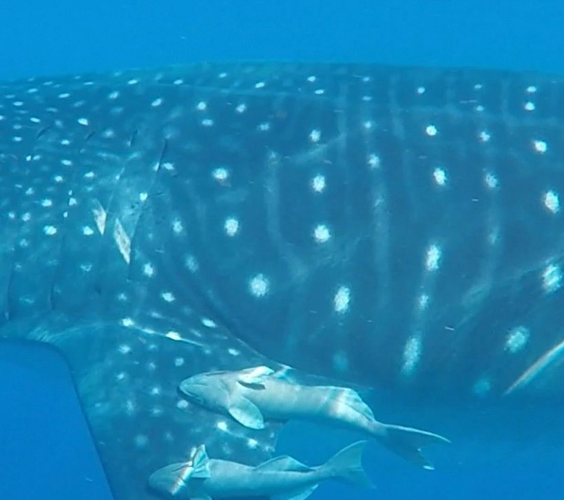 d4eba984-96ca-4c62-8583-e2108fd32892