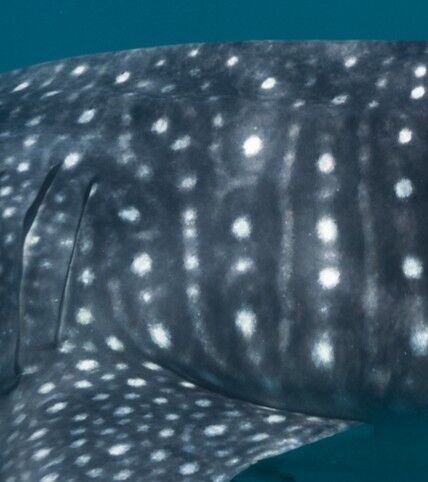 ee2b09ce-641a-4639-b39c-62b0fcdcb28f