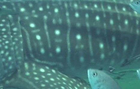 d0f19f62-b465-4c9a-928f-91c2b1528d84