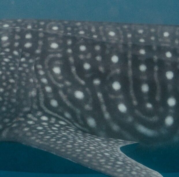 65ceffc8-56c1-44f6-b311-b111b98c336c