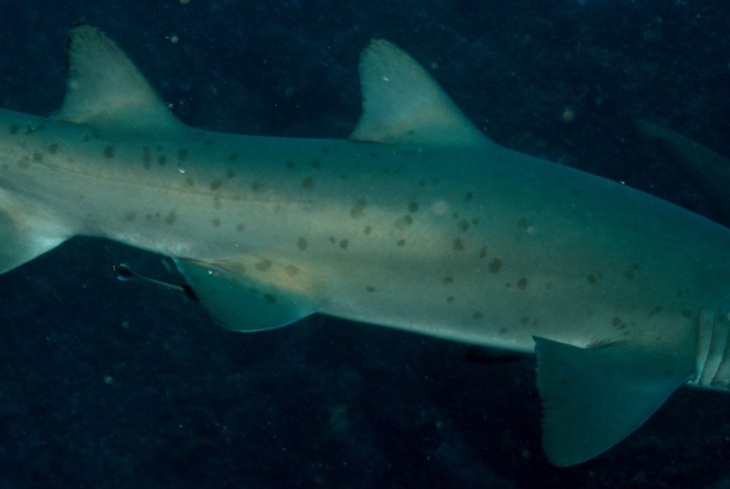 18d2efe5-90aa-4bfa-b377-5b050bba47da