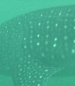 30e110ce-7d68-4827-aad3-fd5b77c3dff4