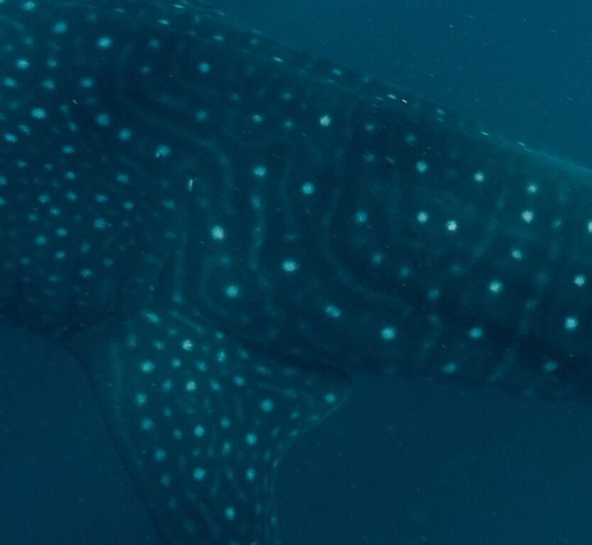 8cf42396-240d-4dd0-820e-676e95ace1c1