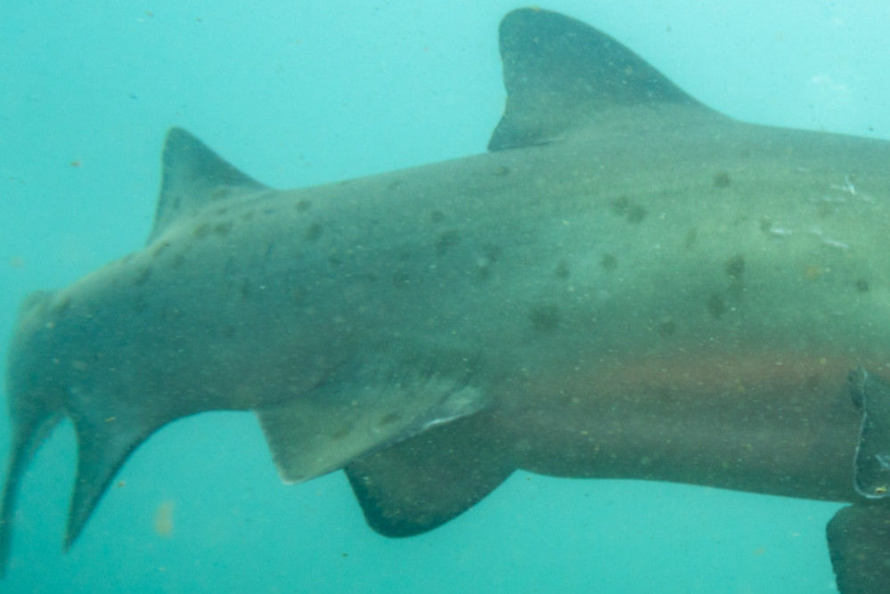 a81d5634-0218-4303-88f3-d6060e72596d