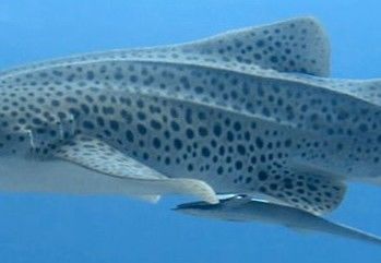 97e0e33d-06aa-4f4e-b789-0d076f0c9ccd