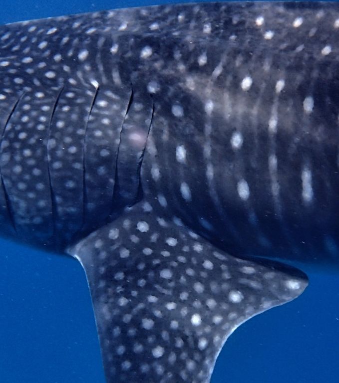 9cc70fcb-fc8d-4f32-aa17-8e534e350497