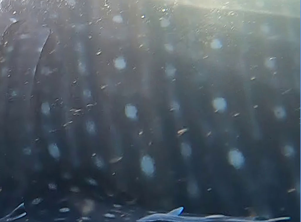 504f1b51-8fc7-4237-8b77-5cdc702e23ff