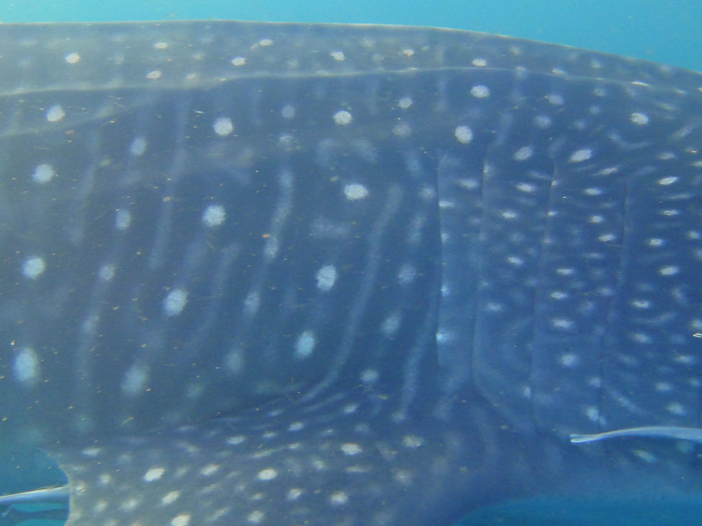 504f1b51-8fc7-4237-8b77-5cdc702e23ff