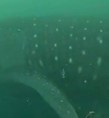 bcebf9b4-f226-448d-8db7-1a656352e418