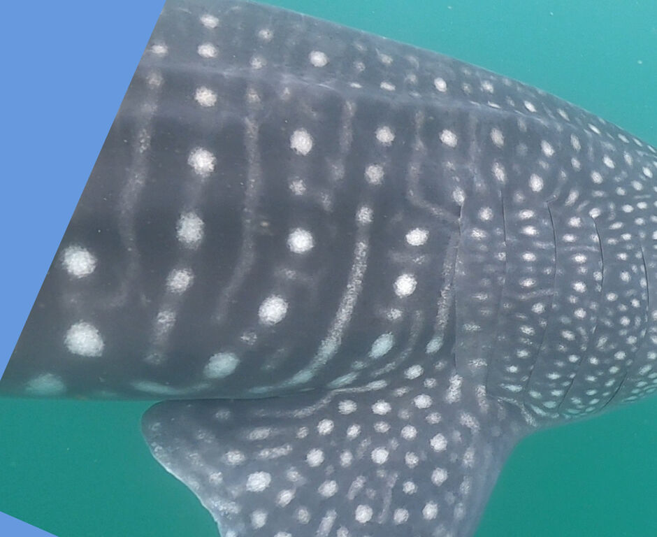 08292513-5883-4262-87df-52d7f018657e