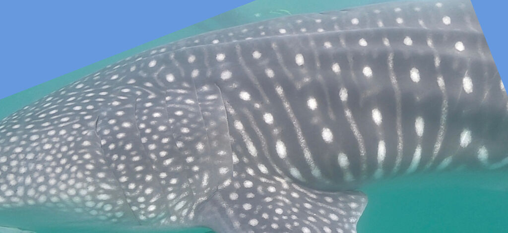 08292513-5883-4262-87df-52d7f018657e