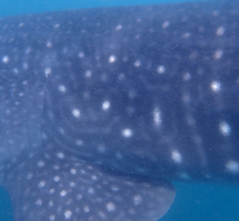 225bcc1a-619c-4191-a662-7319a99e96dd