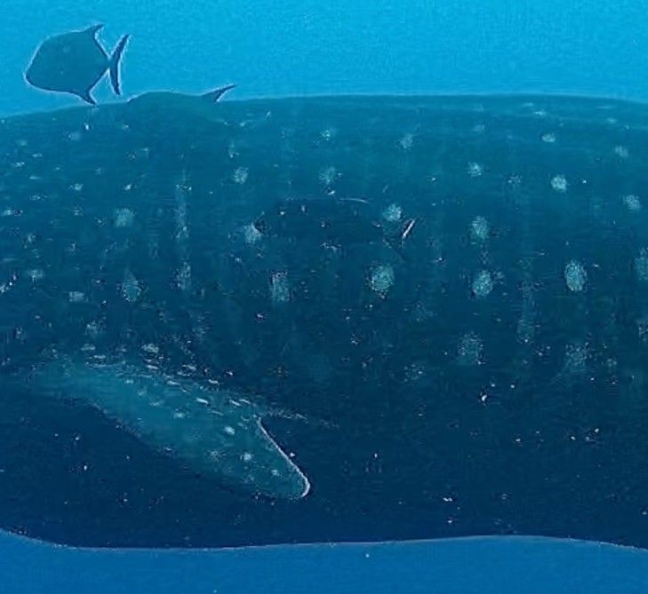 d83a19a7-f59e-4968-8573-c91631dc5da9