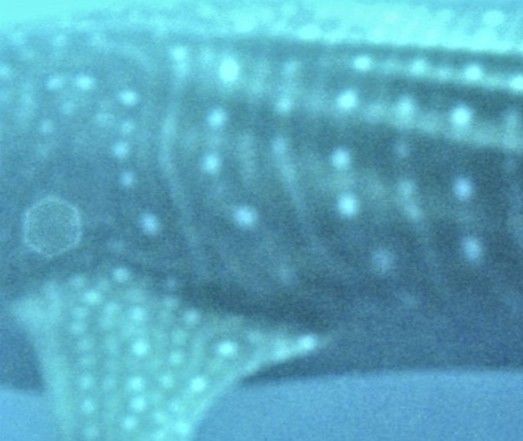 98284499-0538-4a30-bd21-ac957a234dcf