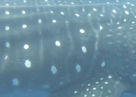 4adde52f-8636-4619-b8f3-620b3e4a7da5