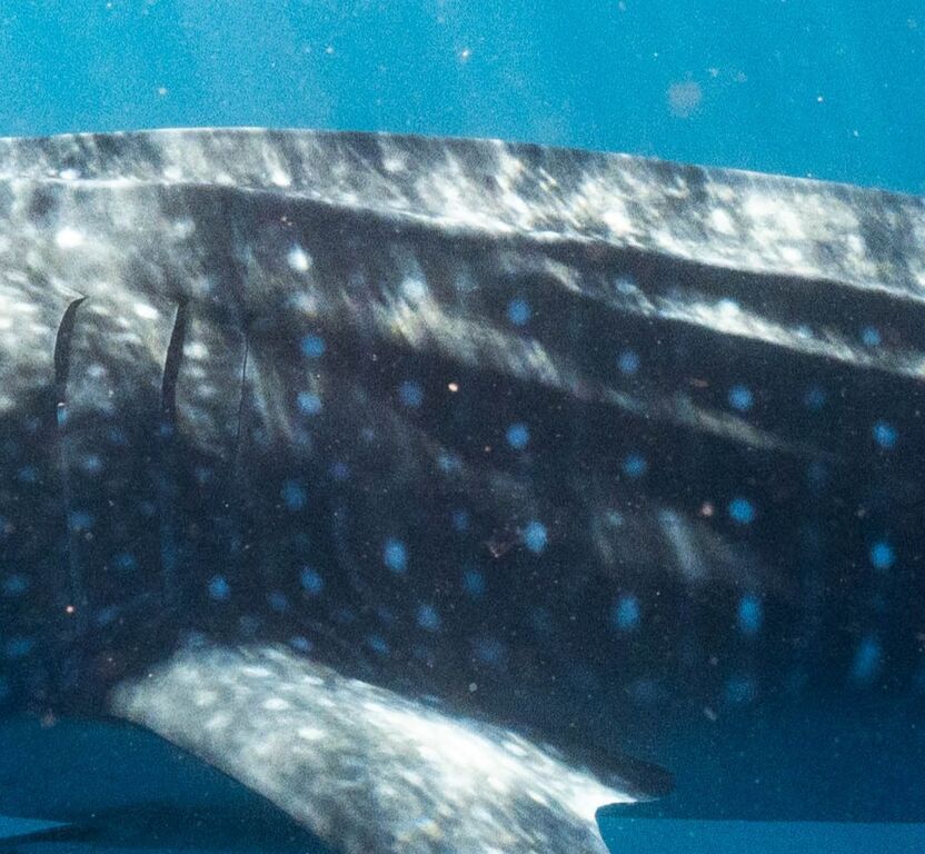 118a3632-1fde-47e6-b9d2-859e1f9b9d8d