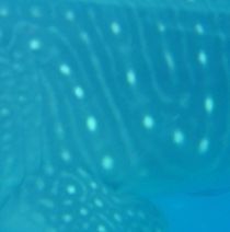 c445b9a4-d5d6-4532-91dd-cab75160cde9