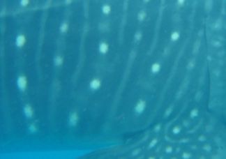 c445b9a4-d5d6-4532-91dd-cab75160cde9