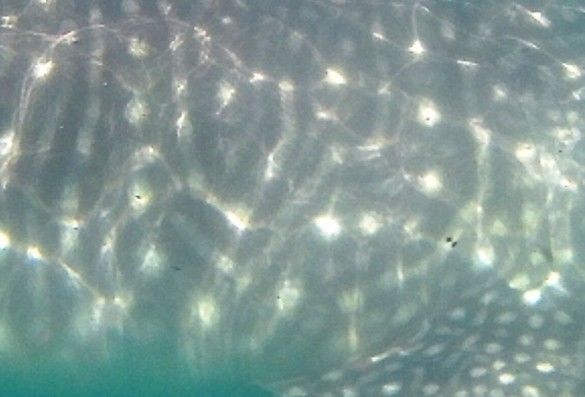 af1d440f-0fe3-4a3d-aca3-9e3f505ca383