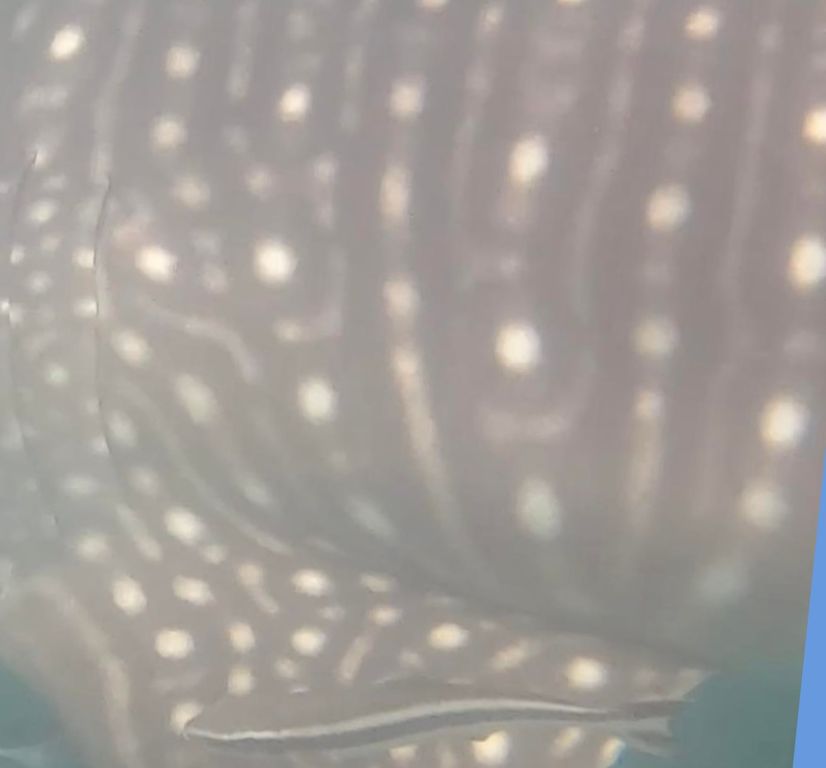 6f1d2a5f-3b88-48b5-9fed-6ae9ef30275c