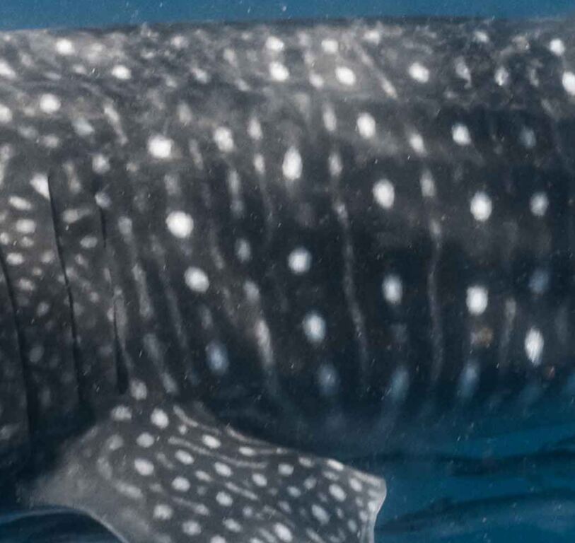 a24cf43e-2f27-43cc-a176-0101a4f54a0c