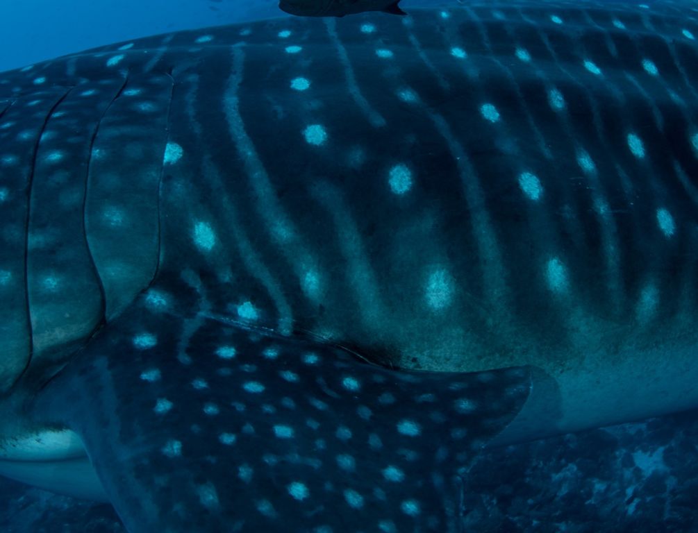 226e21ac-d482-42bc-82ec-bcc0249ff61f