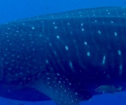 3ba17214-def7-4017-a294-ec2070d34332