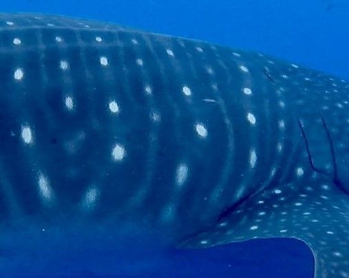 3ba17214-def7-4017-a294-ec2070d34332