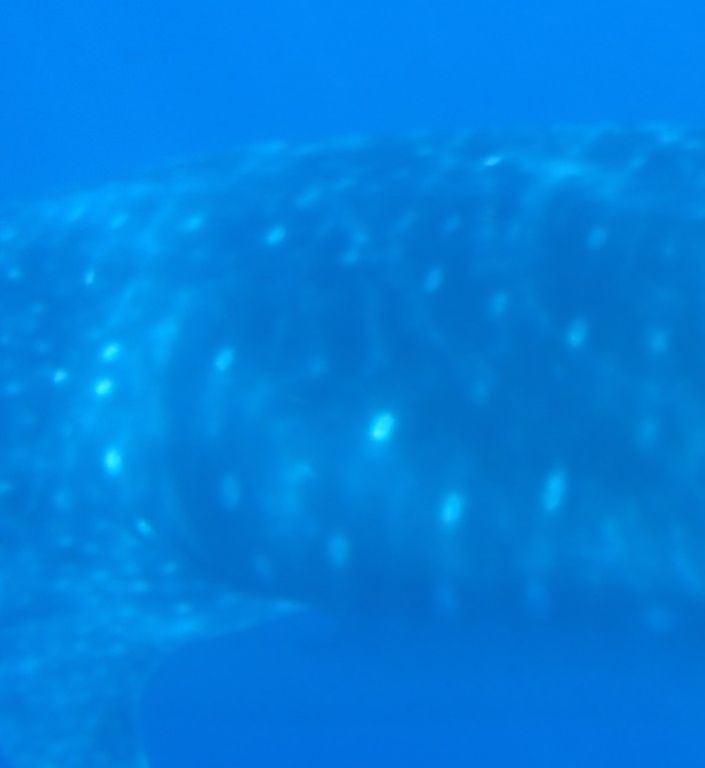 36d7a10a-bde1-433a-a790-016ad38ed752