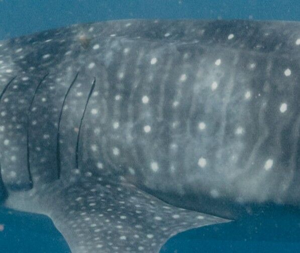 72c1a82a-1a62-432c-825b-623fc093a762