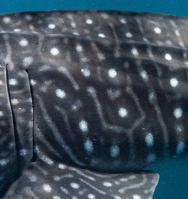 d31a8711-ff72-40f6-a856-eef3f5c60790