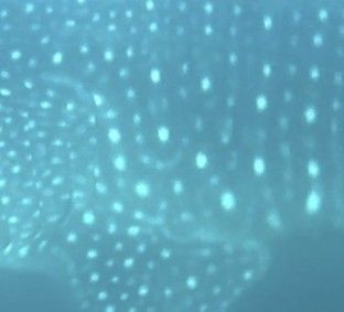 6f037bd0-f21f-433f-940d-175738ed3c8e