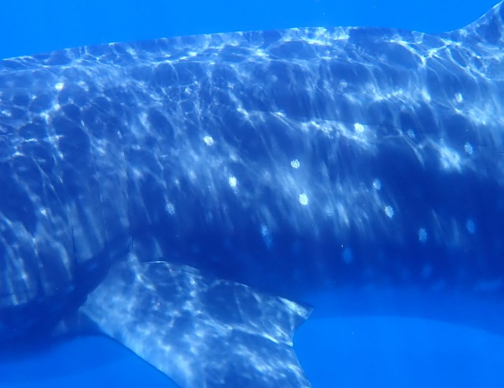 4de21f5e-d079-4a76-bb70-98c61f66ca22