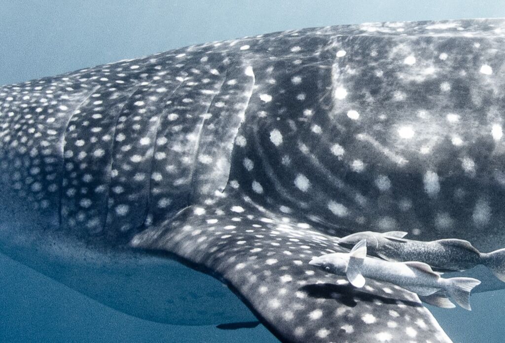 e13e3f89-1c0f-4586-99f7-aaf190359b66