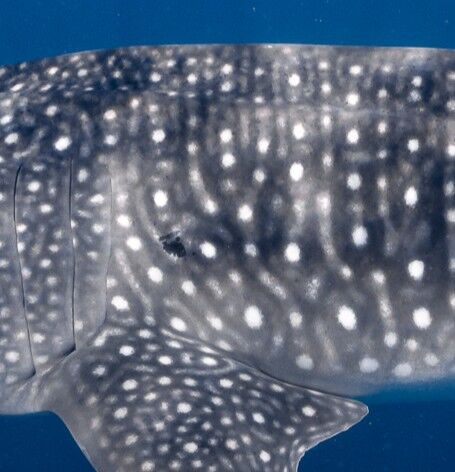 c1192c95-4b98-4899-b78f-d44c83f21664