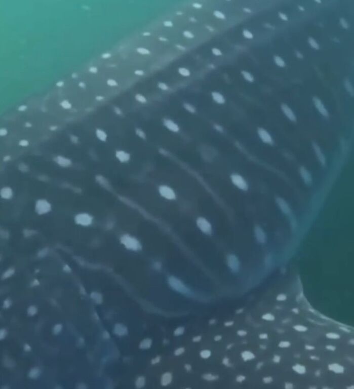 f22c0c79-63b0-4039-9f31-9d13892b902a